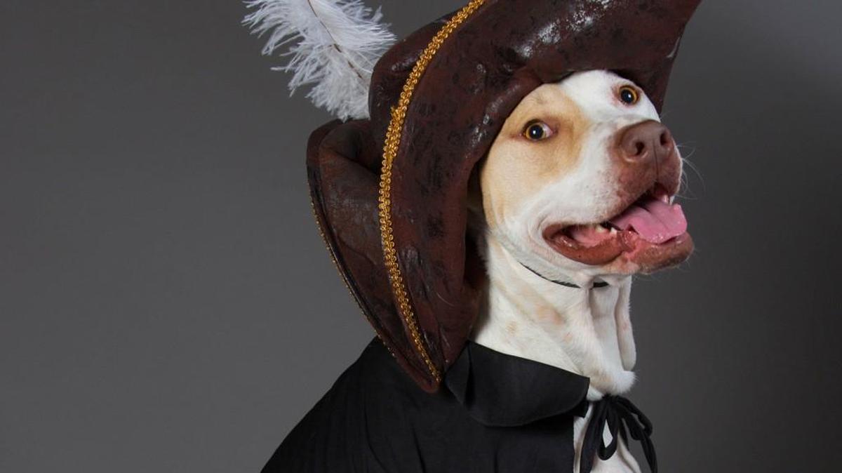AC Pup models the pirate Halloween costume that he’ll wear at home — since he doesn’t go out to trick or treat.