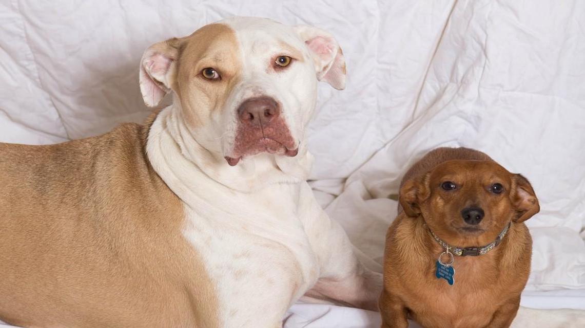 Calling all doxies to my party