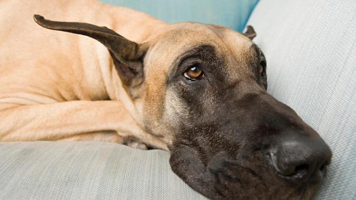 Back to school is hard on pets