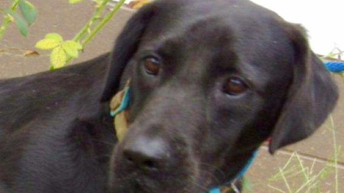 Peavy is a 6-year-old black Labrador.