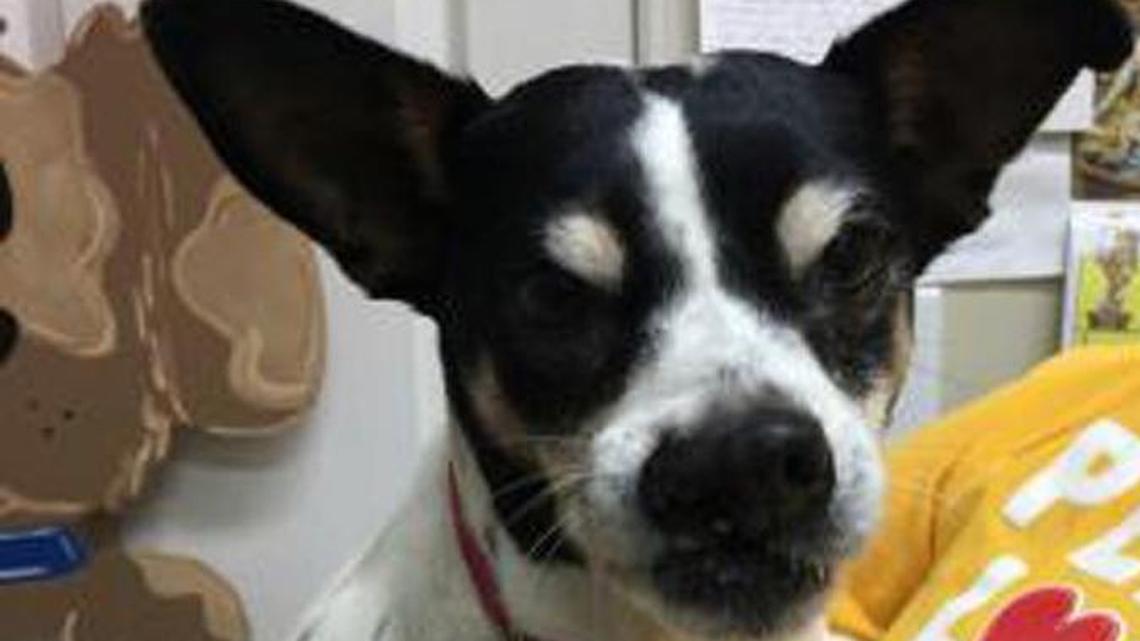 Pets of the week: Gizmo