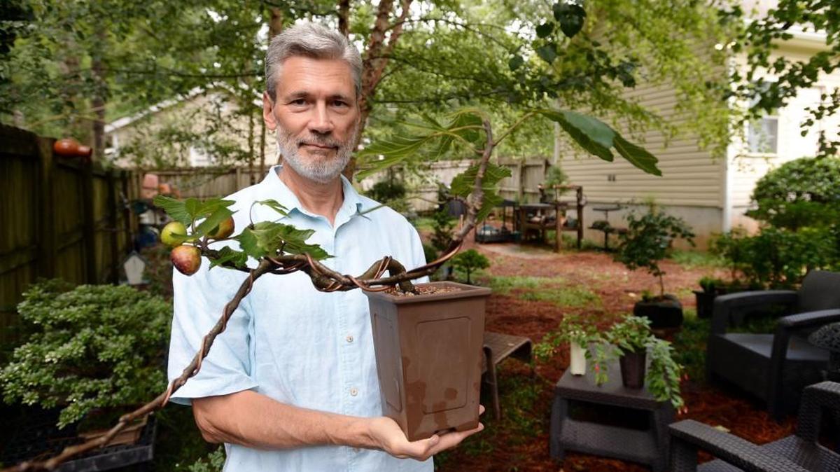 Larry Logue holds the miniature fig bonsai that bears standard sized figs with the familiar bronzed skin.