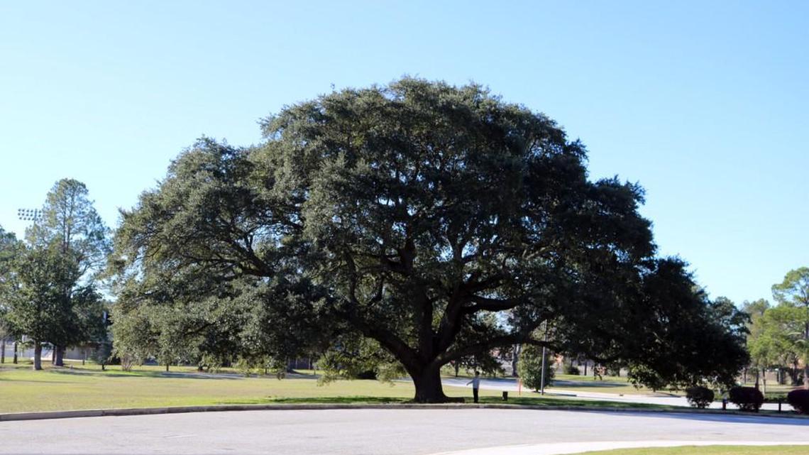 The Rev. Fred Nijem, pastor at Sacred Heart Catholic Church, has a view of this old tree from his office window in Warner Robins.