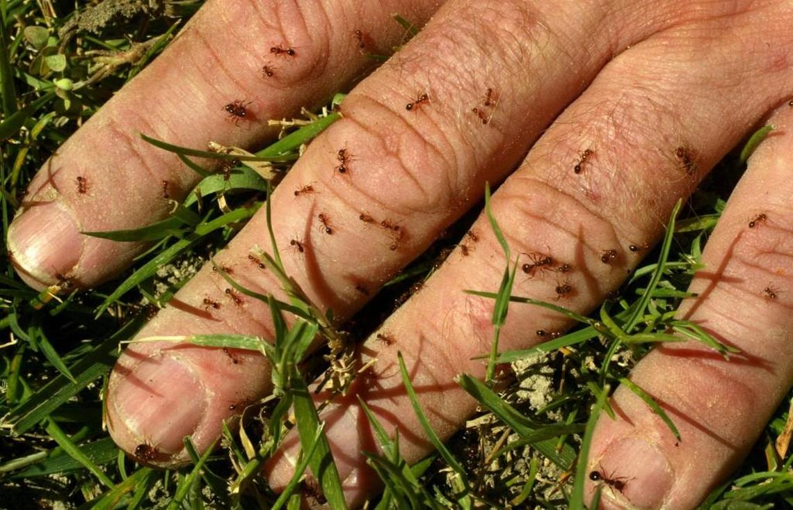 Fire ants are known for their red color and affinity for building large mounds in yards that can be dangerous.