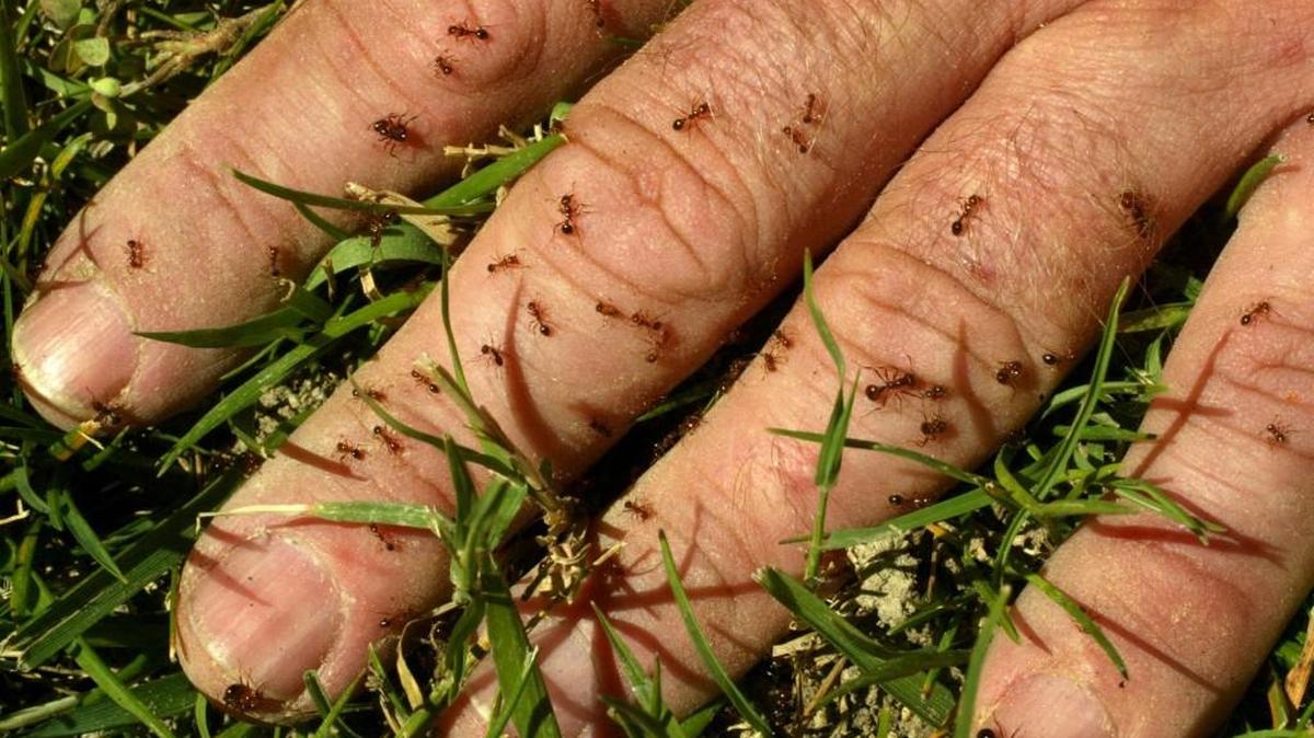 It’s time to take on those fire ants that want to take over your yard.