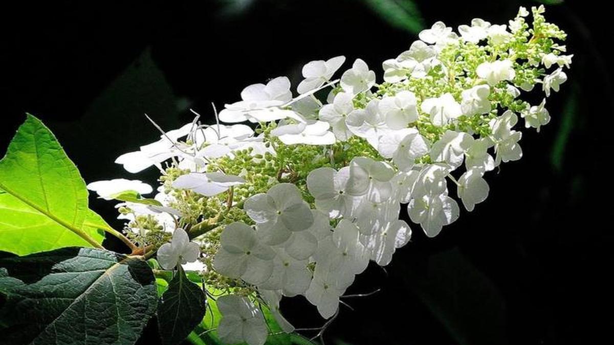 The oakleaf hydrangea produces blooms that may reach 12 inches in length.