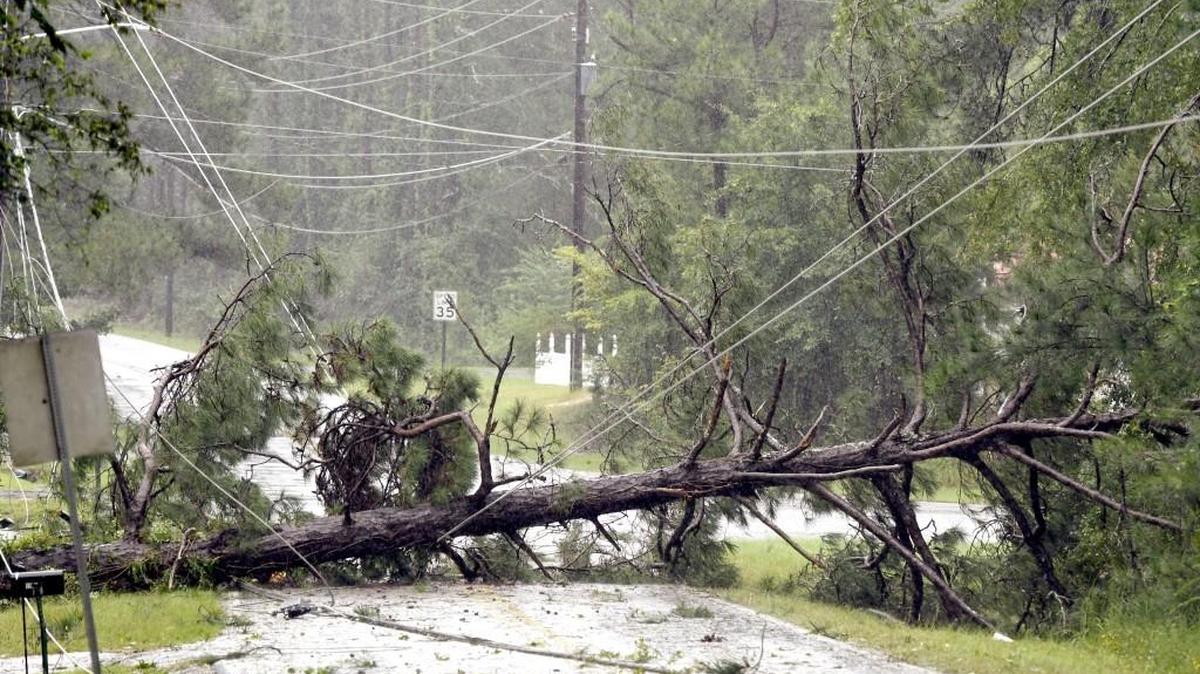 A large pine tree lies across Idleway Drive near the intersection with North Mumford Road as Tropical Storm Irma powers through Macon.