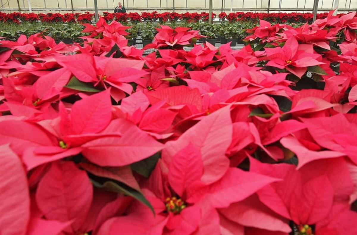 Poinsettias are a favorite plant during the holiday season