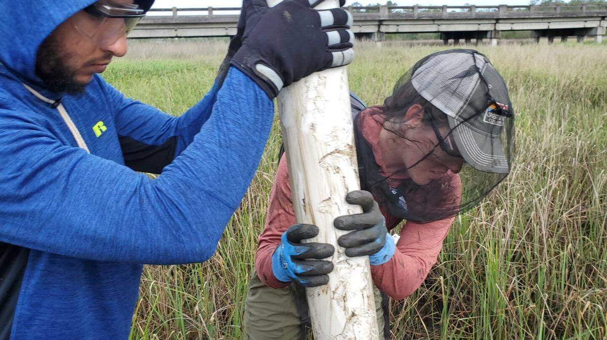 Student researchers plunge a pipe into marsh mud to collect a core sample. They’ll test it for carbon storage.