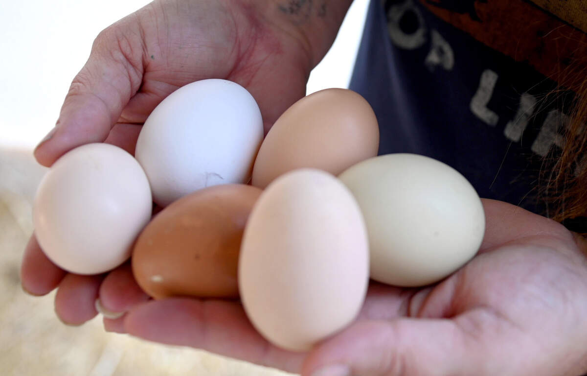 Mandy Croft holds a days collection of eggs at her home in South Bibb County. Croft is better known to some by the “Poultry Princess” nickname given to her by a relative.