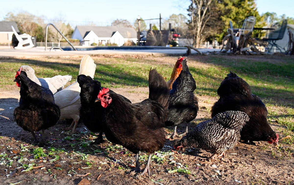 Chickens feed on lettuce at the home of Mandy Croft feeds in South Bibb County. Croft is better known to some by the “Poultry Princess” nickname given to her by a relative.