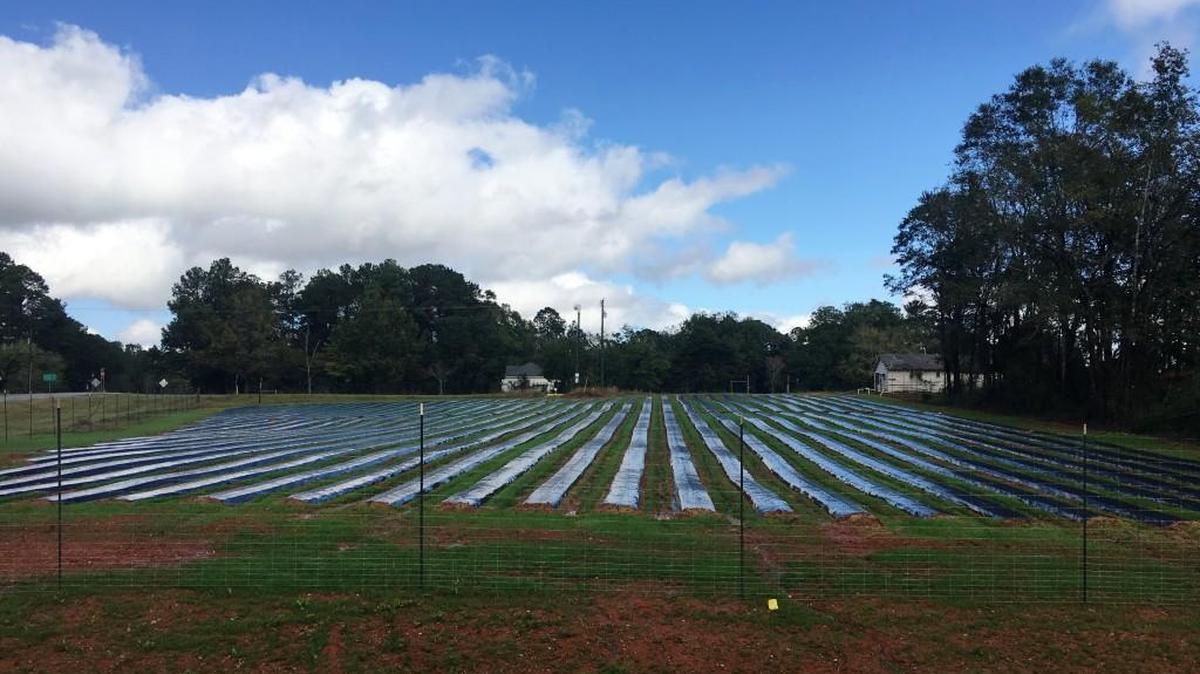 This summer about 22,000 strawberry plants were planted on 1 1/2 acres at Dickey Farms in Musella, traditionally known for its peaches. Next spring, for the first time, the farm will be offering U-pick strawberries.