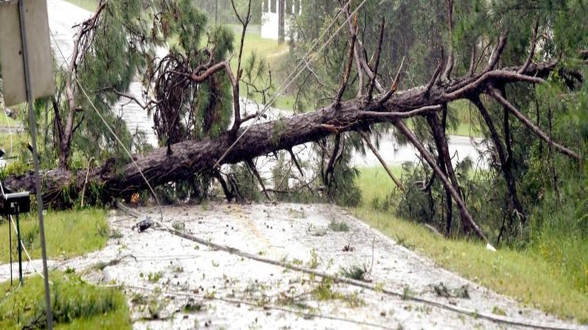 A large pine tree lies across Idleway Drive near the intersection with North Mumford Road as Tropical Storm Irma powered through Macon on Sept. 11, 2017.