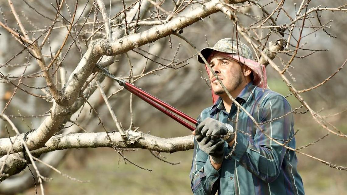 Edgar Montes prunes a peach tree earlier this month in a 130-acre peach orchard at Pearson Farm in Macon County. Montes was hired through the H-2A temporary agriculture worker program.