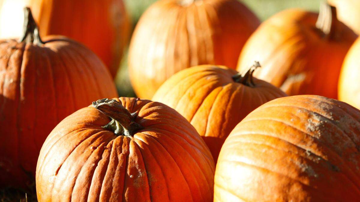 With fall’s arrival, there are several events that center around pumpkin picking.