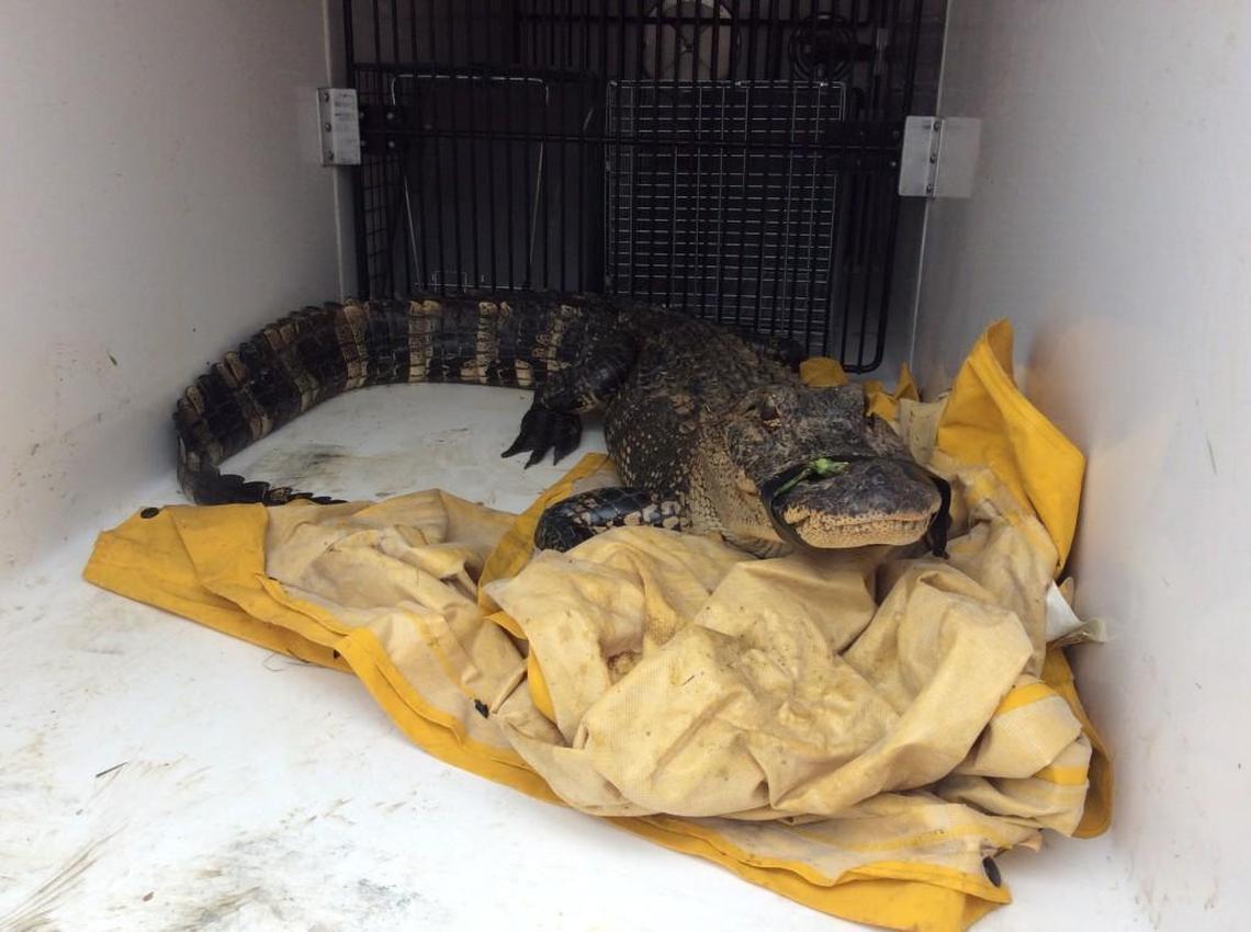 Macon-Bibb County Animal Welfare caught an alligator in Central City Park early Monday with the help of Bibb sheriff’s deputy Clay Williams.