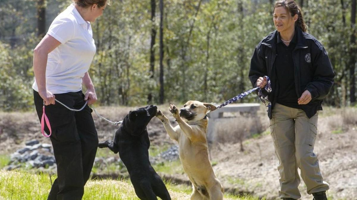 Tracey Belew and Cson Johnson exercise shelter dogs Lia and Spencer outside the new Macon-Bibb County Animal Welfare Shelter in this March 20, 2015, file photo.