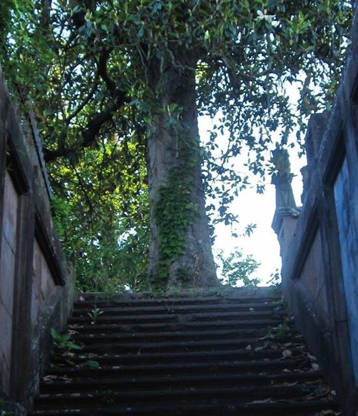 A massive magnolia in this 2016 photograph was toppled by Tropical Storm Irma Monday in Macon. The tree used to shade the stairs down to the Bond Tomb made famous by the Allman Brothers Band on their first album cover.