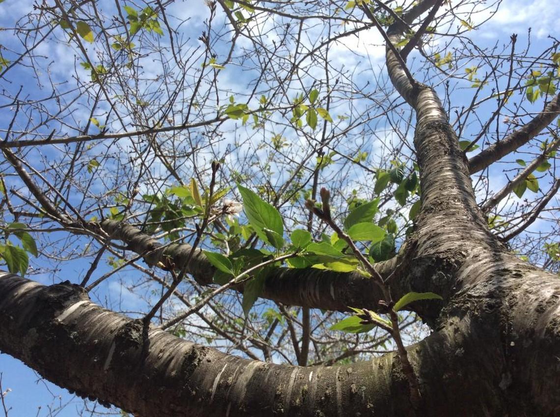 Many of Macon’s Yoshino cherry trees have yet to bloom. Experts at the National Park Service and U.S. Department of Agriculture are puzzled on how to overcome the devastating effects of vacillating weather.