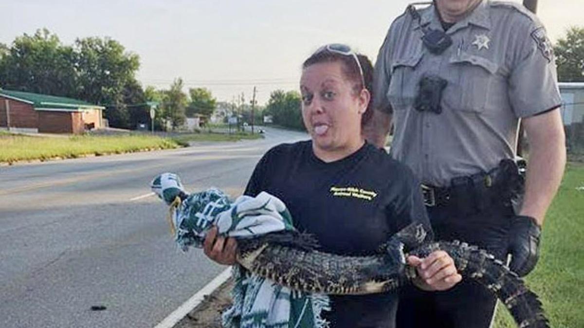 Macon-Bibb County Animal Welfare Officer Rebecca Galeazzo holds a small alligator that she and Bibb County Sheriff's Deputy Dustin Mobbs wrangled along Broadway on Sunday.