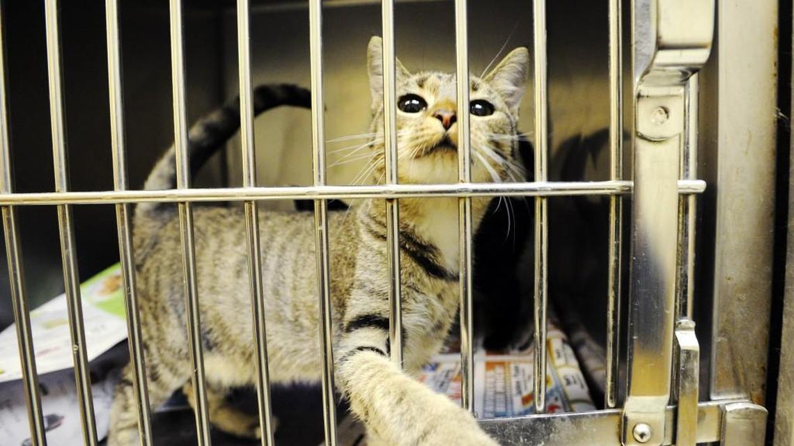 A cat waits for adoption at Warner Robins Animal Control in this 2013 Telegraph file photo.