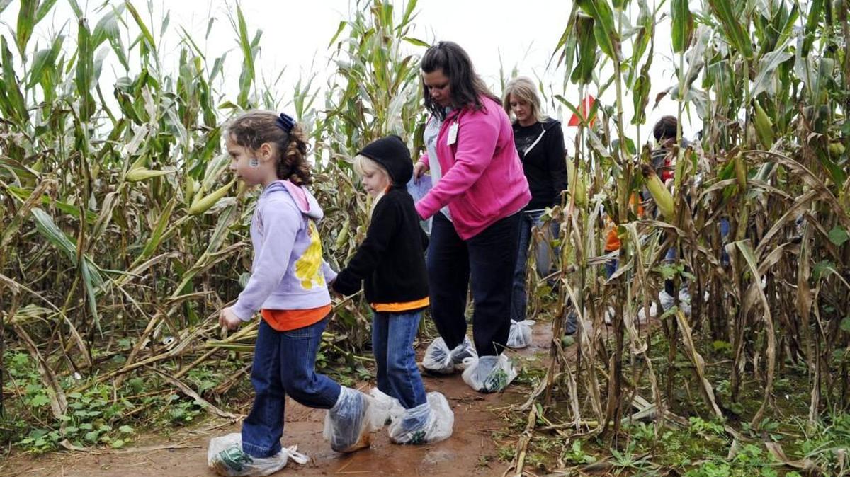 Schools plan field trips each year to Lane Southern Orchards’ corn maze, as shown in this file photo.