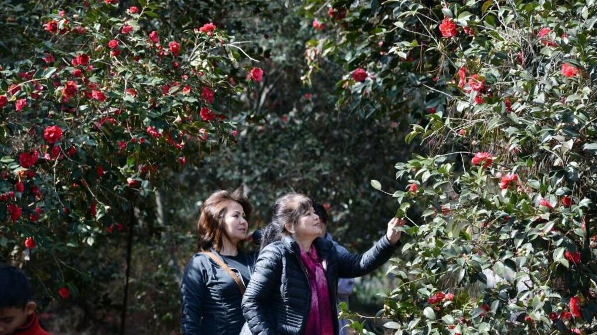 Yuko Medina, left, and Keiko Fengler enjoy the winter flowering specimens at the Massee Lane Gardens, the home of the American Camellia Society.