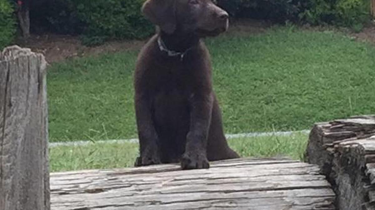Scotty Kent’s new puppy, Bear, will be able to enjoy the Warner Robins dog park, which is set to open Aug. 31, 2017.