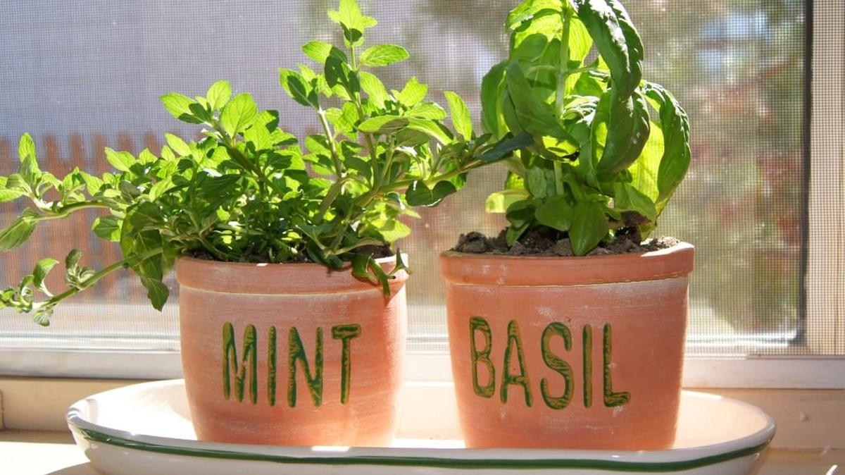 Give herbs special attention by growing them yourself.