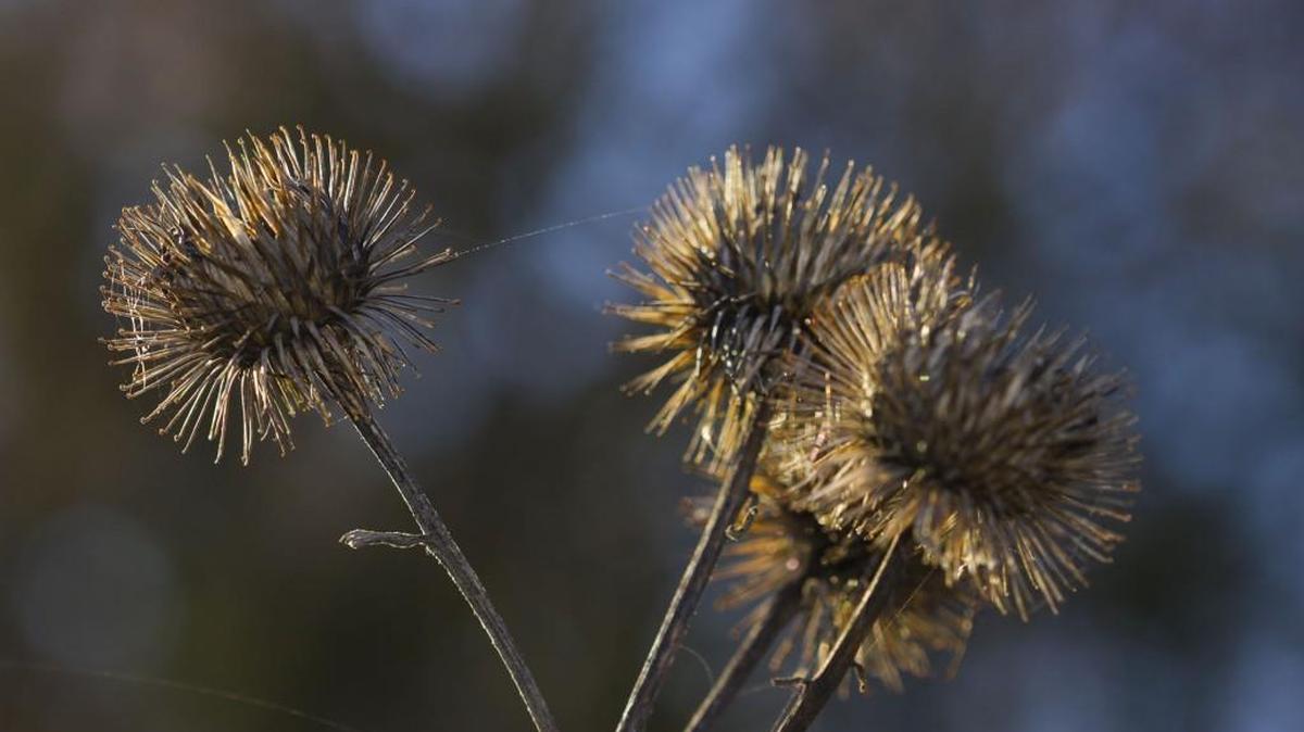 Spurweeds can be a painful nuisance.