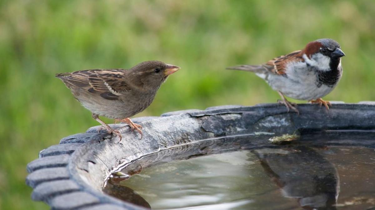 Birdbaths are one way to attract wildlife to your yard and make it attractive.
