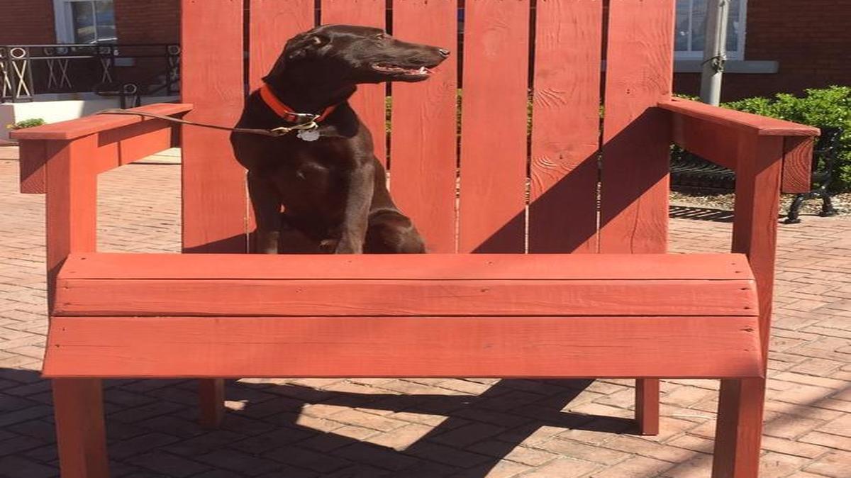 Bear recently visited the Big Chair in Hawkinsville but managed not to gnaw the legs off.