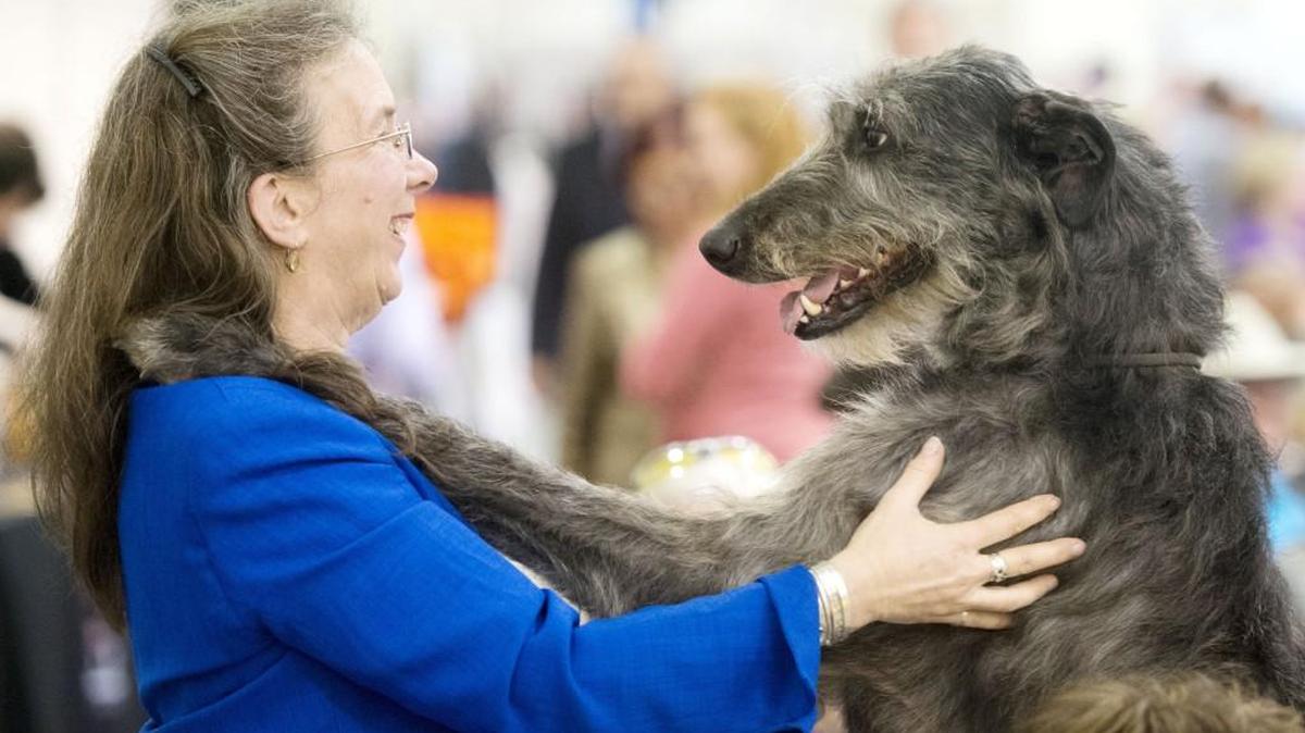 Lynn Kiaer, of Argyle, New York, gets attention from Seaforth, a Scottish deerhound, during the Peach Blossom Cluster Dog Show at the Georgia National Fairgrounds and Agricenter on Friday in Perry. Seaforth won the owner-handled hound group.