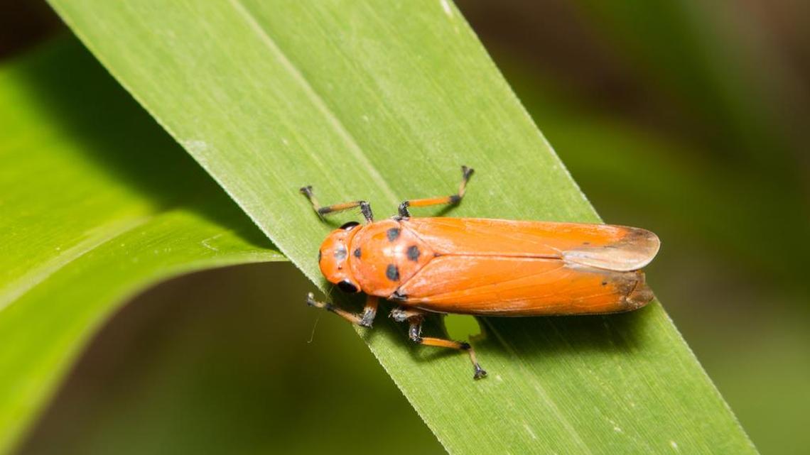 A spittlebug crawls across a green leaf.