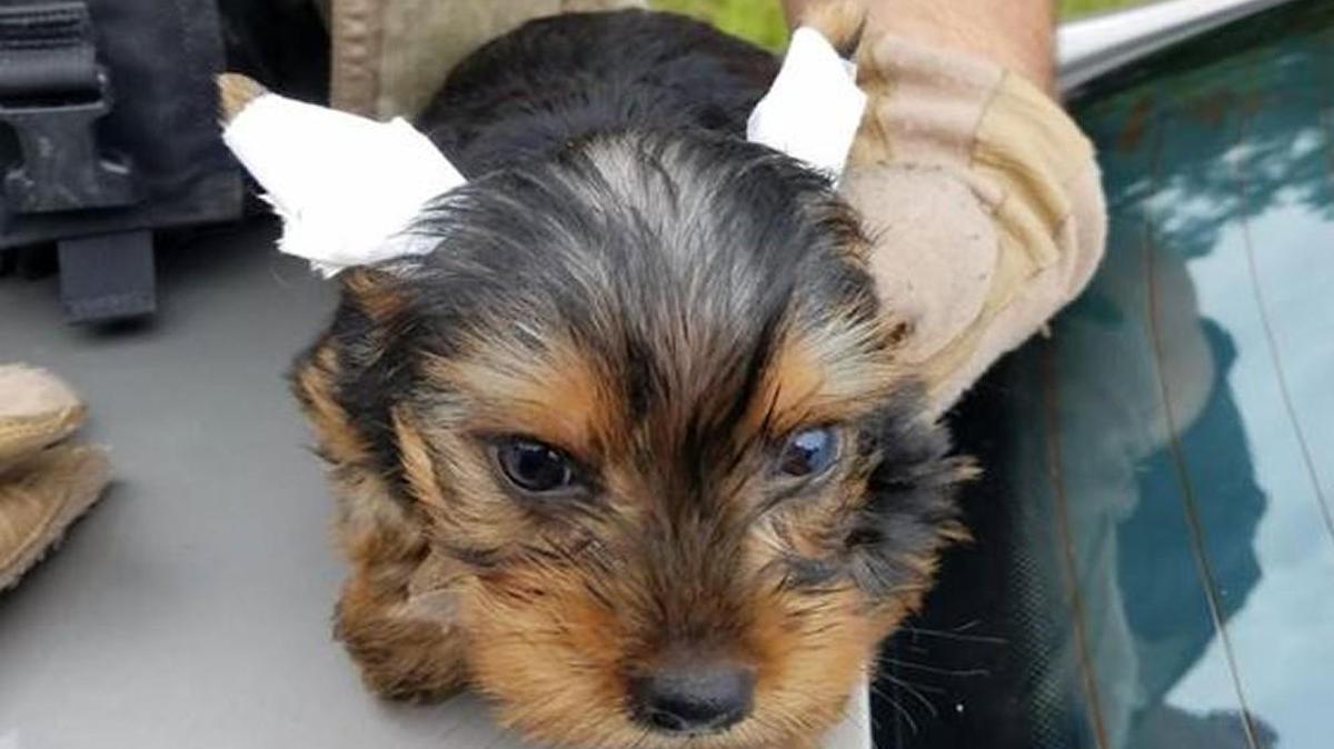 Stolen Yorkshire terriers from Lamar County were recovered Tuesday after a Georgia State Patrol chase in Morgan County.