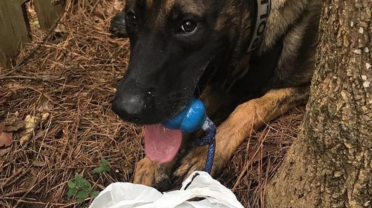 Alpharetta Department of Public Safety K-9 Drax sniffed out the cash from a bank robbery Tuesday.