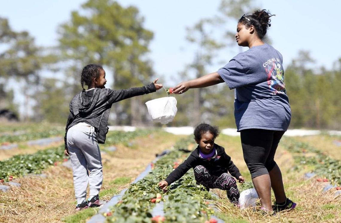 FILE: Melody Green picks strawberries with her daughters Alana, 6, left and Sofia, 4, at Elliott Farms in Lizella in 2017.