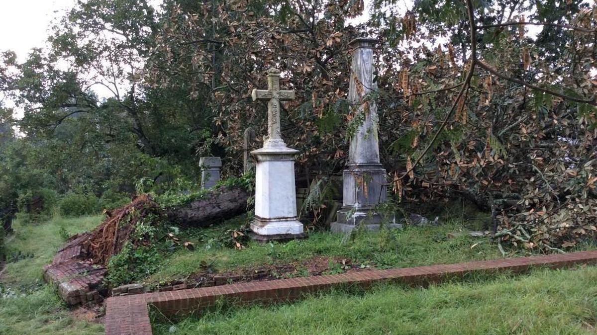 A massive magnolia that once shaded the Allman Brothers at Rose Hill Cemetery was toppled Monday by Tropical Storm Irma as it moved through Macon.