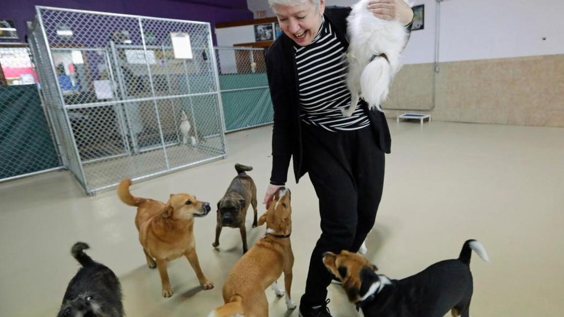 Dog owners are urged to be on the lookout for signs of respiratory illness after the H3N2 strain of Canine Influenza Virus is on the rise in Georgia after a dog show last month in Perry.