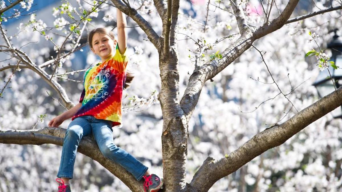 Gracie Jackson, 8, climbs in a Yoshino cherry tree in Third Street Park at the 2016 Cherry Blossom Festival festivities.