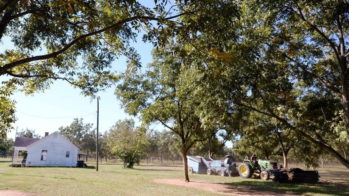A pecan harvester runs through a Pearson Farm orchard outside Fort Valley in this October 2015 file photo. The challenges of rural Georgia’s communities, such as jobs and health care, are getting more attention in the state Legislature.