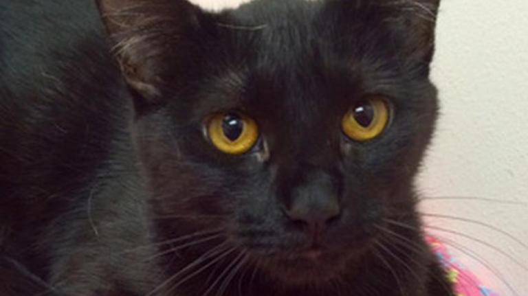 Pet Picks: Middle Georgia Adoptable animals (updated Nov. 5, 2016)