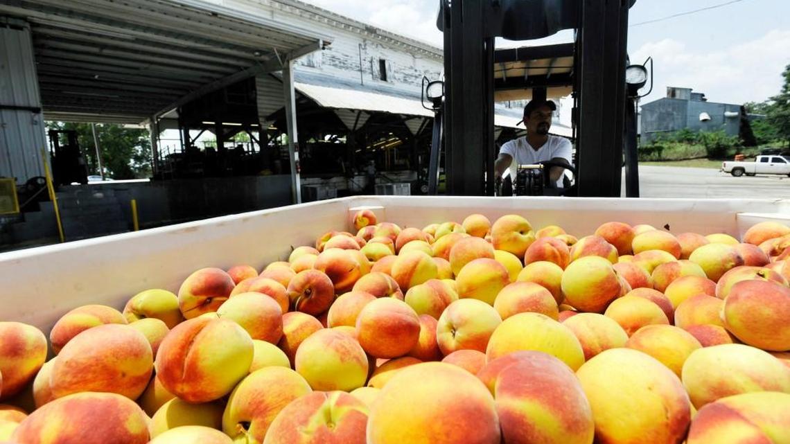 Ramon Sanabia drives a load of freshly picked and cleaned peaches to cold storage at the Dickey Farms packing shed in 2009.