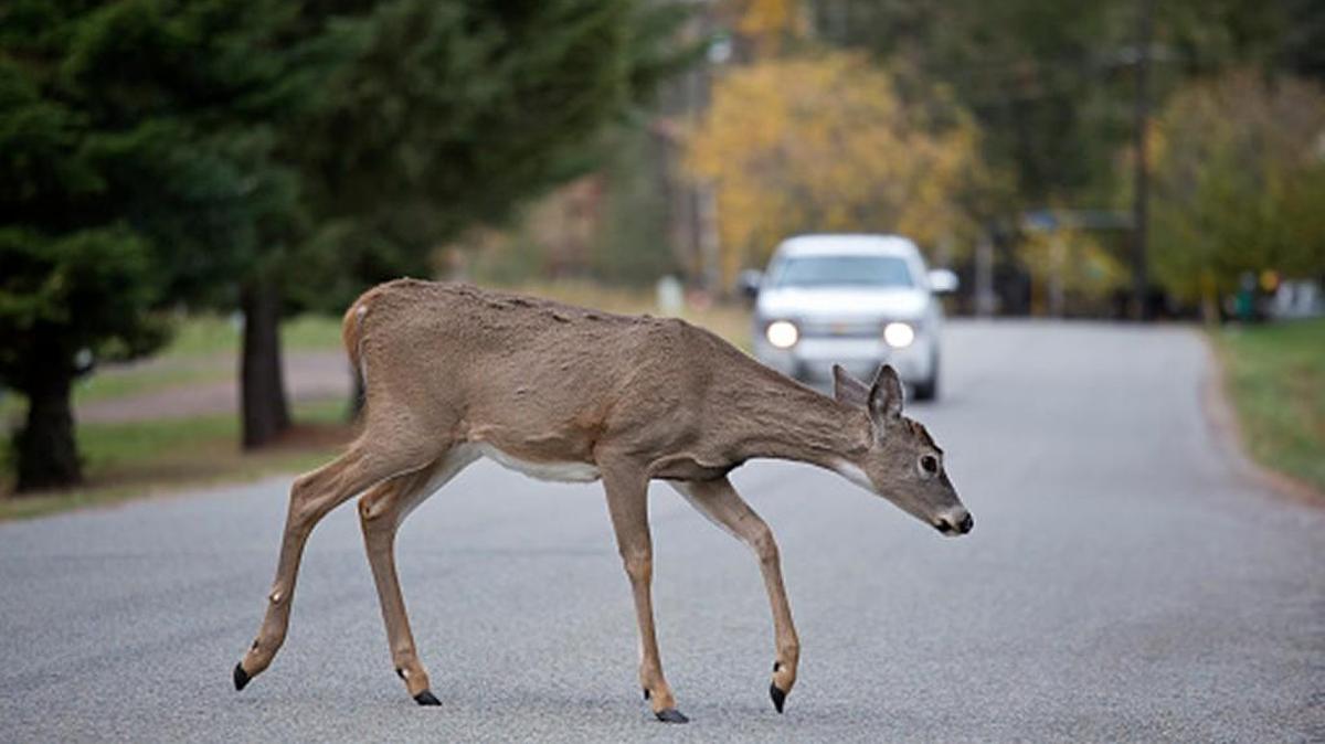 Deer vehicle collisions peak between October and December.