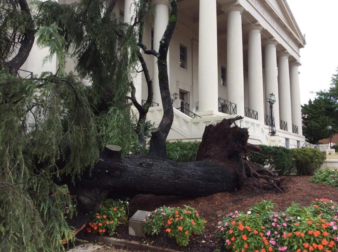 The evergreen that served as the Macon-Bibb County Christmas tree through the years was destroyed Monday by Tropical Storm Irma .