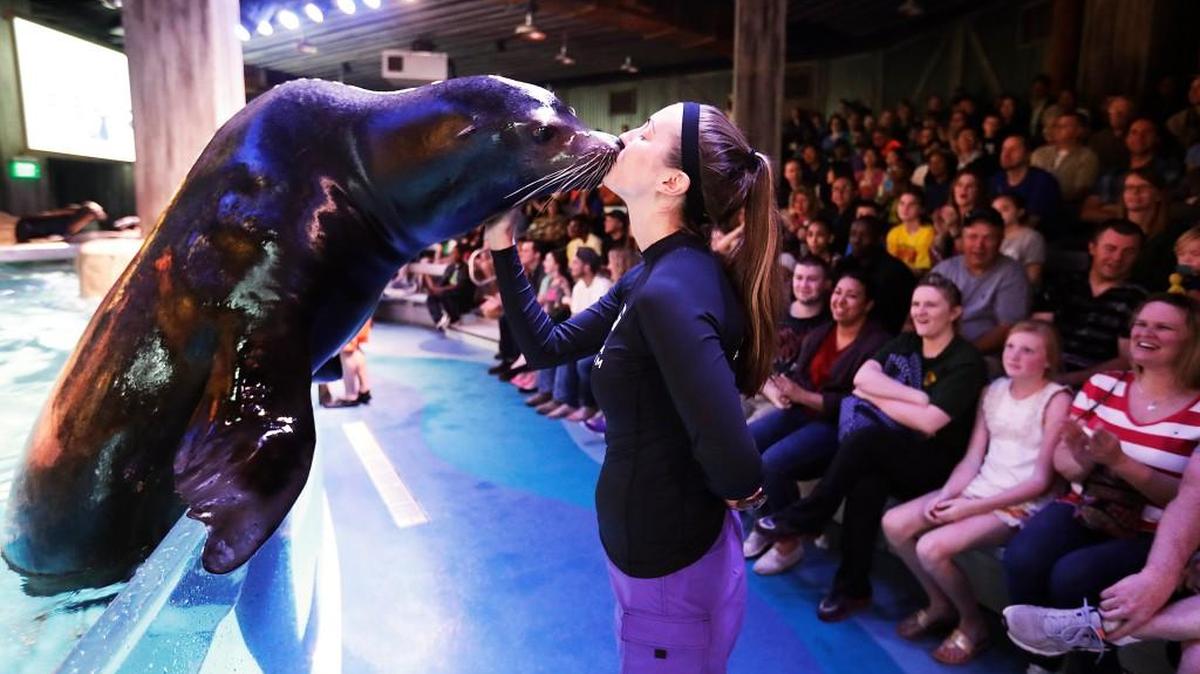 In this Monday, March 28, 2016 photo, Diego, a rescued California sea lion, gets a kiss from assistant trainer Abigail Kucher, during a rehearsal for a new exhibit opening at the Georgia Aquarium. The aquarium is in the midst of celebrating its tenth anniversary, and as part of the festivities, patrons will be introduced to the newest faces in Atlanta, a group of rescued California sea lions.