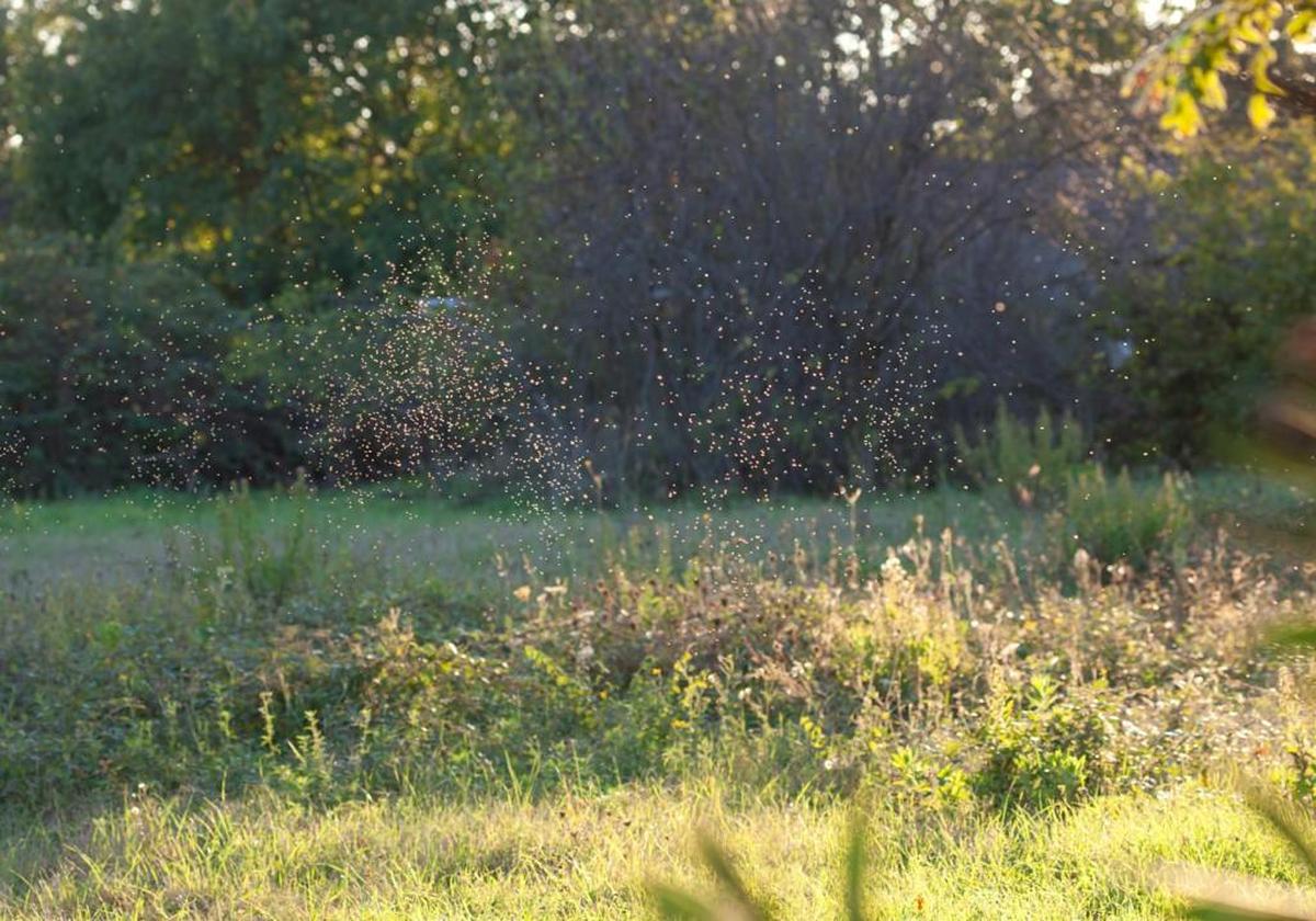Gnats fly around in the sunset light in autumn season.