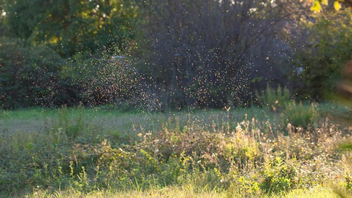 Gnats fly around in the sunset light in autumn season.