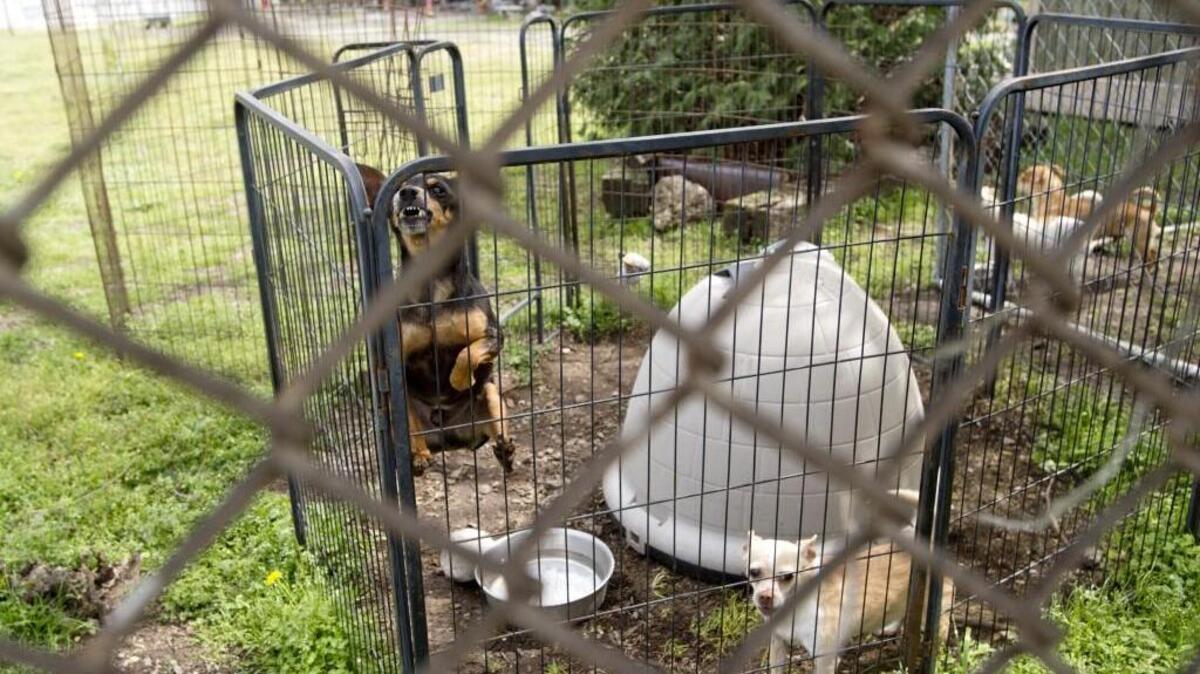 Two former volunteers are filing a lawsuit against All About Animals Rescue at 101 Riverside Drive saying they were mauled by a dog while walking it.