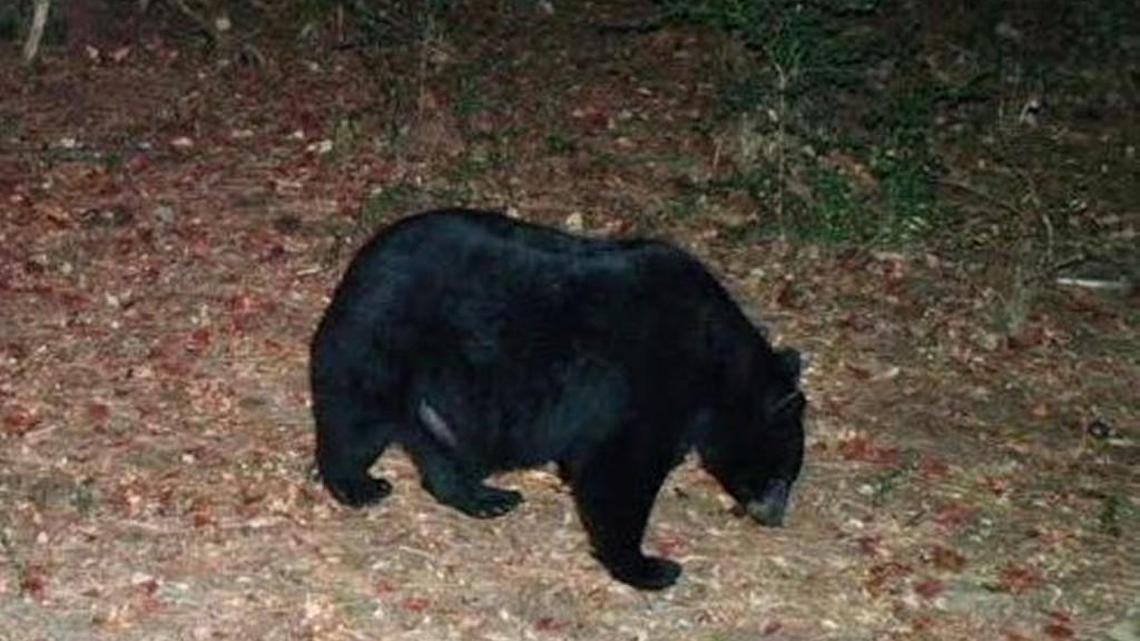 A black bear is captured on a trail camera in Houston County on Nov. 12, 2016.